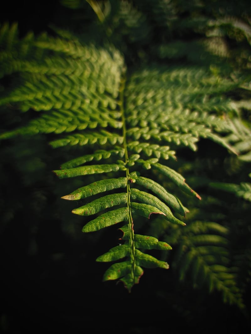 Unicorn Fern