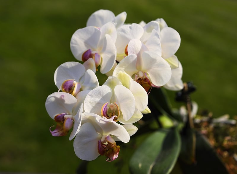 Dragon's Breath Orchid
