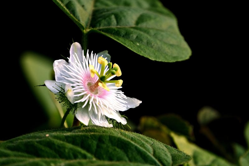 Phoenix Vine