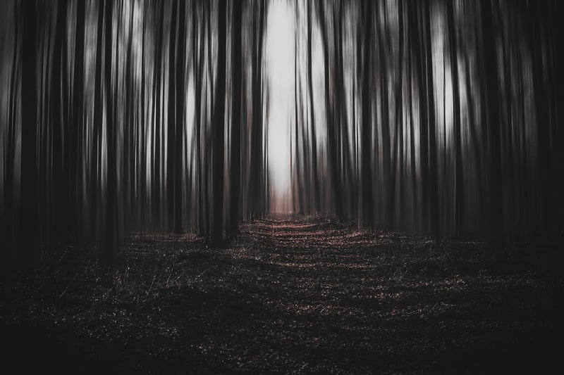 Mystical Forest